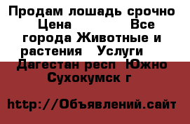 Продам лошадь срочно › Цена ­ 30 000 - Все города Животные и растения » Услуги   . Дагестан респ.,Южно-Сухокумск г.